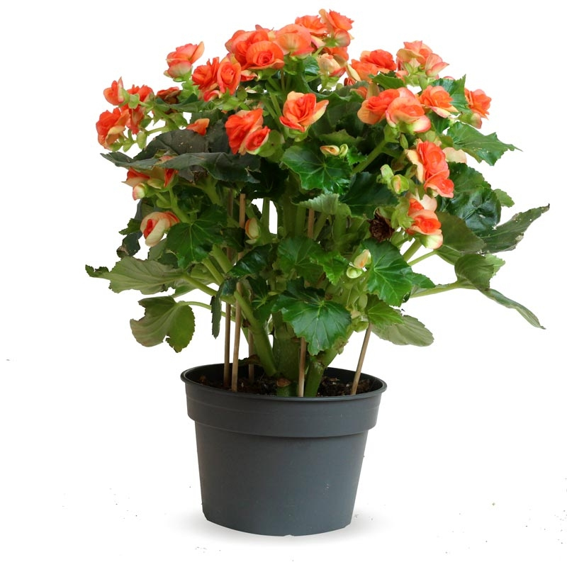 Begonia Elatior Planta con Flor Comprar Online al Mejor Precio